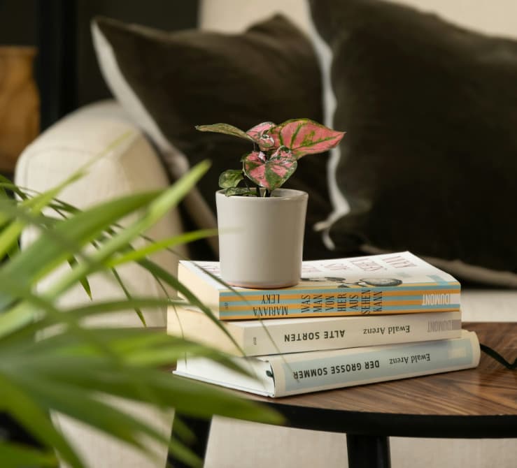 Low-Light Houseplants