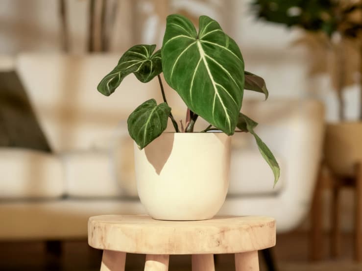 Benefits of Indoor Plants